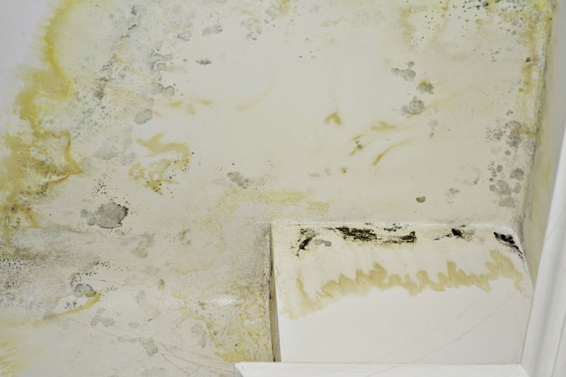 Ceiling Mold Removal in Fort Worth, TX