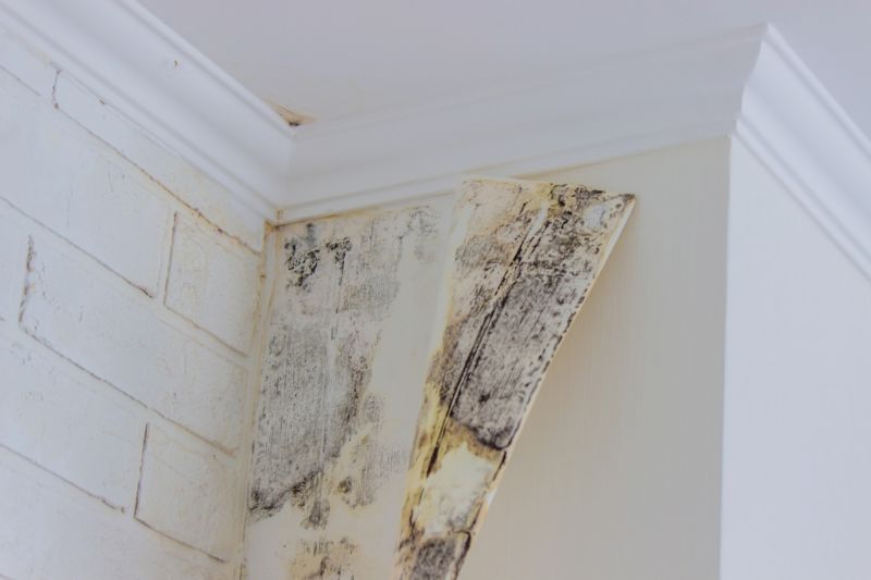 Mold Removal in Frisco, TX