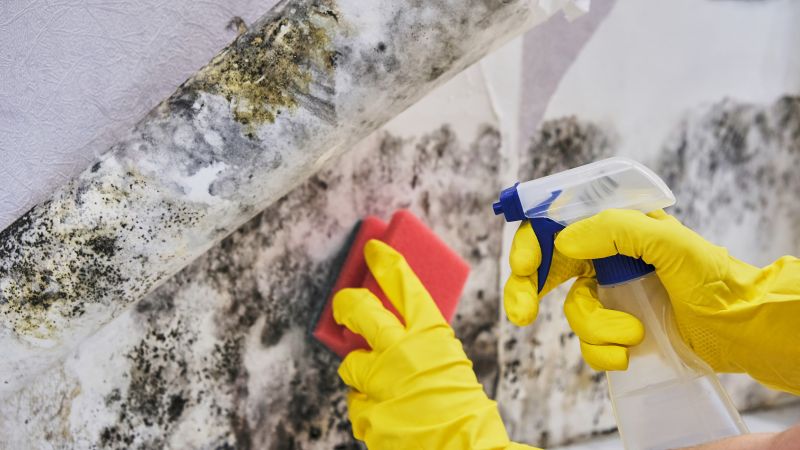 Mold Removal in Bergen County, NJ
