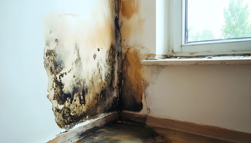 Mold Restoration in Fort Worth, TX