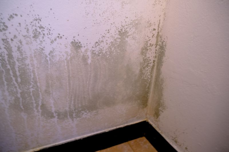 Mold Treatment Service in Boca Raton, FL